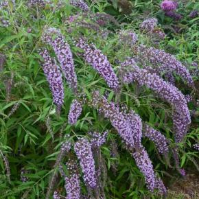 Buddleia Wisteria Lane® - Pépinière La Forêt