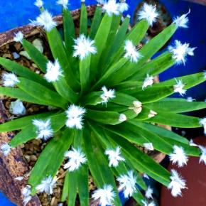 AGAVE ALBOPILOSA  'TUFTS' - Pépinière La Forêt