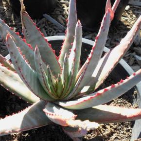 ALOE conifera Twirl - Pépinière La Forêt