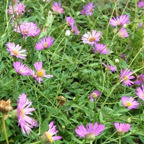 ERIGERON Lavender Lady - Pépinière La Forêt