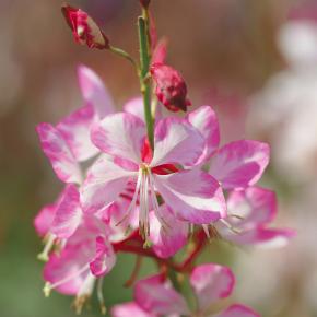 GAURA GAURIELLA BICOLOR - Pépinière La Forêt