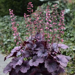 HEUCHERA Grape Timeless ® - Pépinière La Forêt