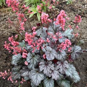 HEUCHERA Timeless Treasure ®  - Pépinière La Forêt