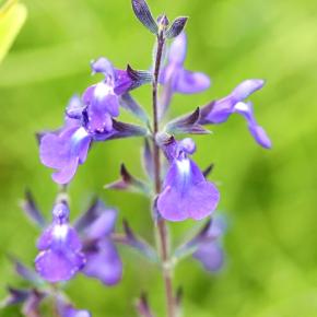 SALVIA DELICE FELINE - Pépinière La Forêt