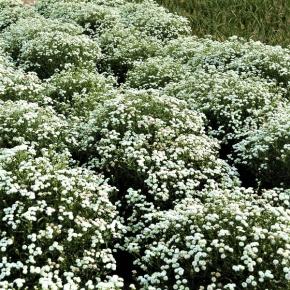 ACHILLEA Peter Cottontail ® - Pépinière La Forêt