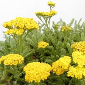 ACHILLEA TOMENTOSA 'GOLDEN FLEECE' - Pépinière La Forêt