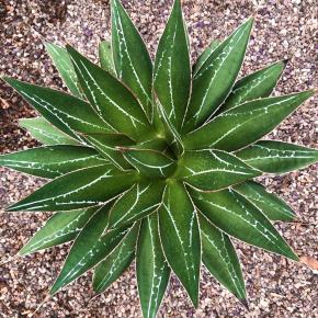 AGAVE IMPRESSA IMPRESSIVE - Pépinière La Forêt