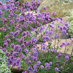 VERBENA BONARIENSIS METEOR SHOWER®  - Pépinière La Forêt