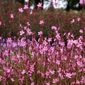 GAURA STEFFI® DARK ROSE - Pépinière La Forêt