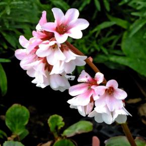 BERGENIA Pink Ice - Pépinière La Forêt