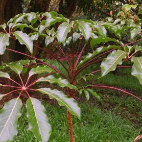 SCHEFFLERA alpina - Pépinière La Forêt