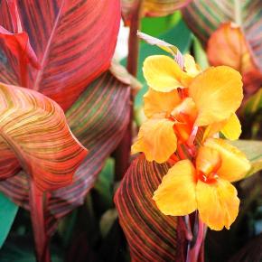 Canna Tropicanna®  - Pépinière La Forêt