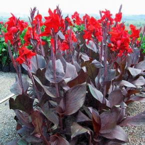 Canna Tropicanna black® - Pépinière La Forêt