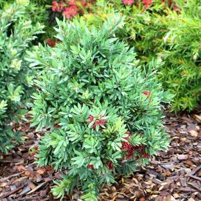 Callistemon viminalis Better John® - Pépinière La Forêt