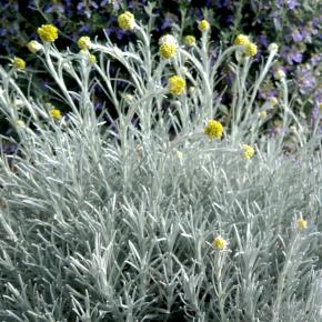 Helichrysum italicum Weisses Wunder - Pépinière La Forêt