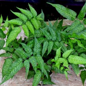 Coniogramme emeiensis 'Golden Zebra' - Pépinière La Forêt