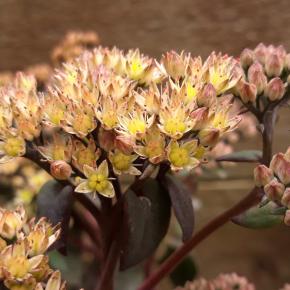 Sedum Eline ® - Pépinière La Forêt