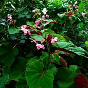 BEGONIA grandis Evansiana - Pépinière La Forêt