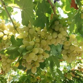 VITIS Centennial Seedless - Pépinière La Forêt