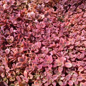 SEDUM sunsparkler ® Wild Fire ® - Pépinière La Forêt