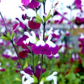 SALVIA Amethyst lips - Pépinière La Forêt