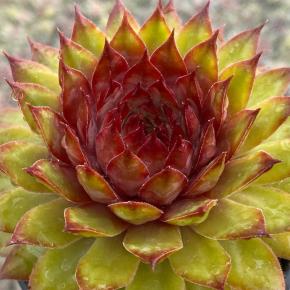 SEMPERVIVUM Chick Charms  Pineapple Paradise ®  - Pépinière La Forêt