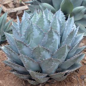 AGAVE parrasana Triumphant - Pépinière La Forêt