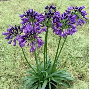 AGAPANTHUS STAR Poppin Purple ® - Pépinière La Forêt