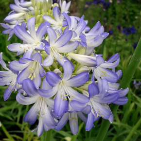 AGAPANTHUS Sea Breeze ®  - Pépinière La Forêt