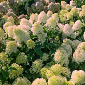 Hydrangea paniculata Silver Dollar - Pépinière La Forêt