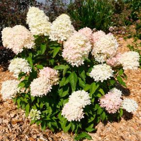 HYDRANGEA paniculata Graffiti® - Pépinière La Forêt