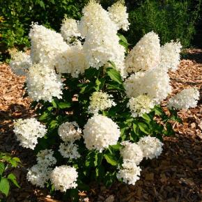 HYDRANGEA paniculata Hercules ® - Pépinière La Forêt