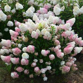 Hydrangea paniculata Sundae Fraise® - Pépinière La Forêt