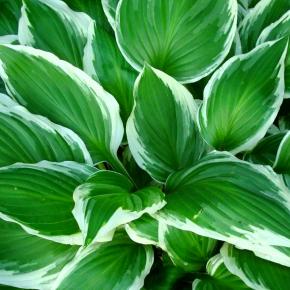 HOSTA Queen Josephine  - Pépinière La Forêt