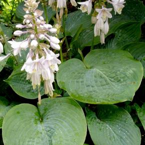 HOSTA Sieboldiana Elegans - Pépinière La Forêt