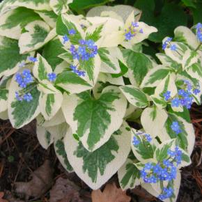 BRUNNERA macrophylla Variegata - Pépinière La Forêt