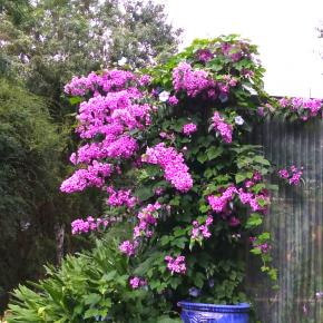 BOUGAINVILLEA Violet de Mèze - Pépinière La Forêt