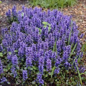 AJUGA repens Caitlins Giant - Pépinière La Forêt