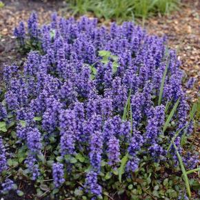 AJUGA repens Caitlins Giant - Pépinière La Forêt