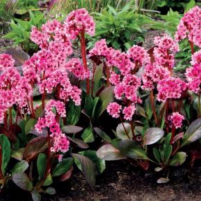 Bergenia Dragonfly Sakura  - Pépinière La Forêt