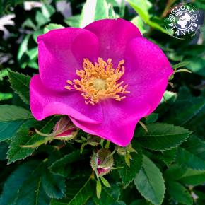 ROSA rugosa Jam-a-Licious - Pépinière La Forêt