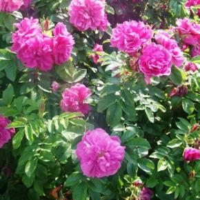 ROSA rugosa Roseraie de l Haye  - Pépinière La Forêt