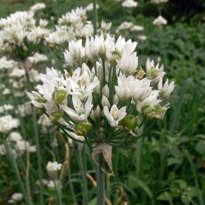 ALLIUM ramosum - Ciboulette chinoise - Pépinière La Forêt