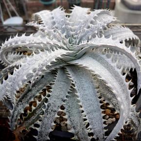 DYKIA Grand Marnier - Pépinière La Forêt