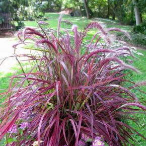 PENNISETUM x advena Fireworks  - Pépinière La Forêt