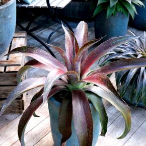 Agave Manfredii Mission to Mars ® (Mangave) - Pépinière La Forêt
