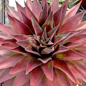 Agave Manfredii Redwing ® ( Mangave) - Pépinière La Forêt