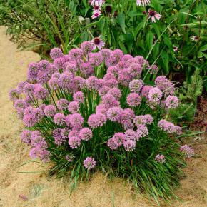 ALLIUM little sapphire® - Pépinière La Forêt