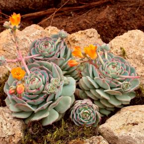 ECHEVERIA derenbergii - Pépinière La Forêt