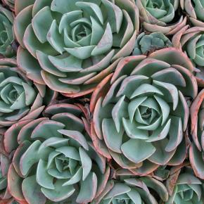 ECHEVERIA elegans rose  - Pépinière La Forêt